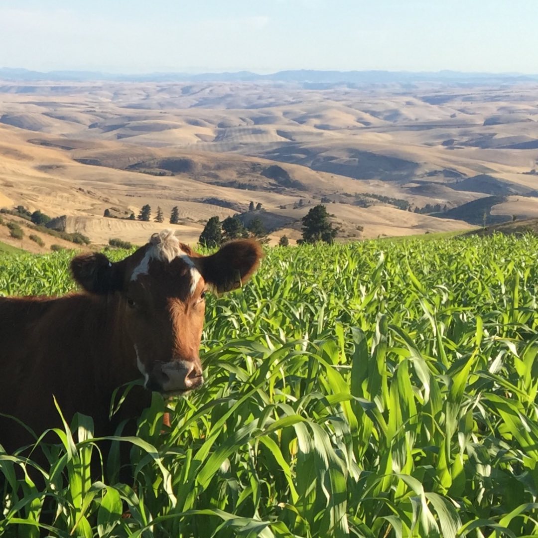 Wittman Farms beef