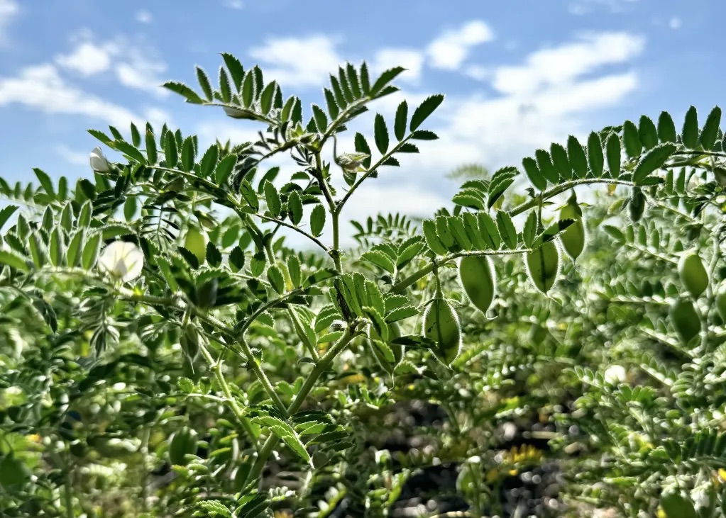 Crops close up