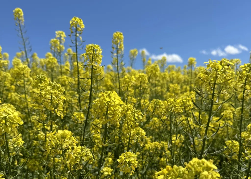Crop field at Wittman Farms