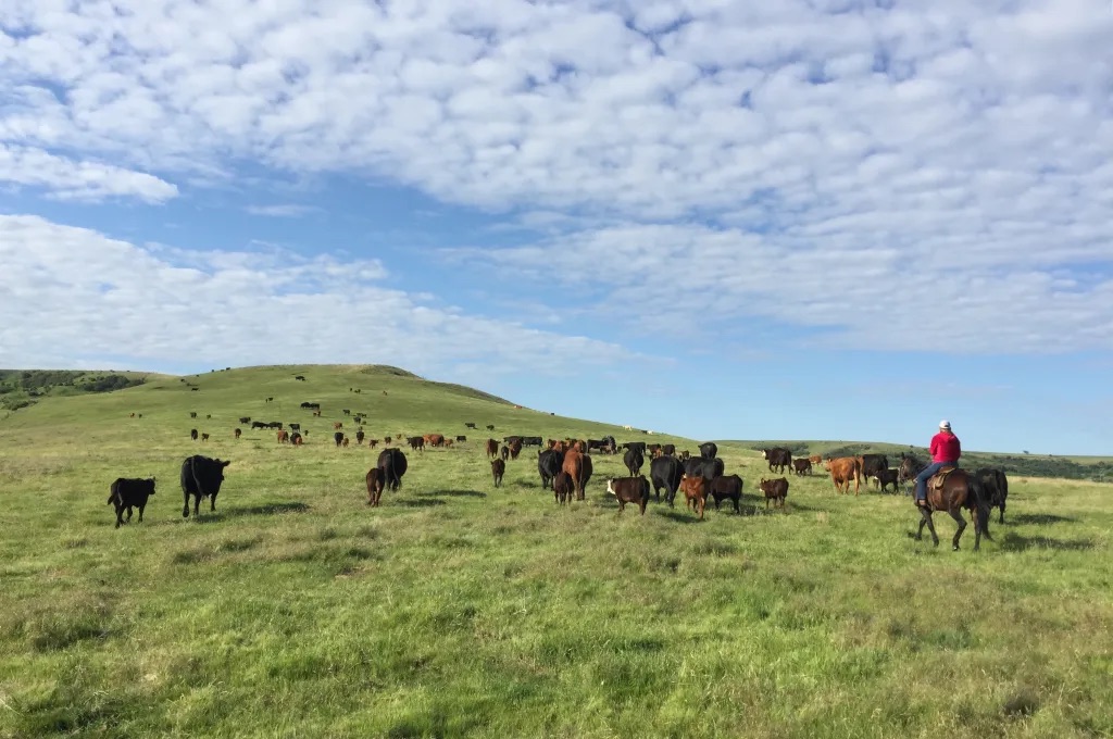 Cattle operation at Wittman Farms