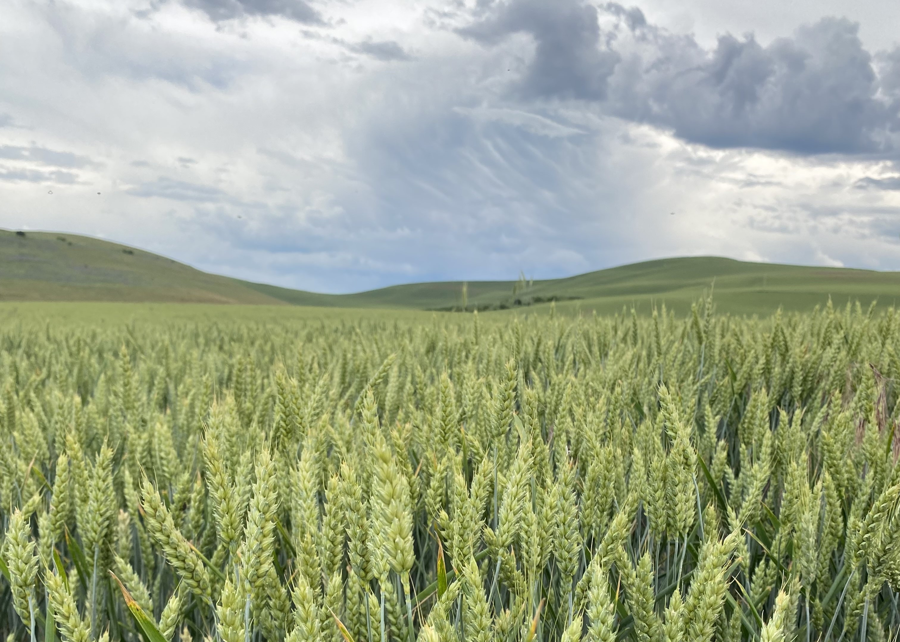 Cropping systems at Wittman Farms