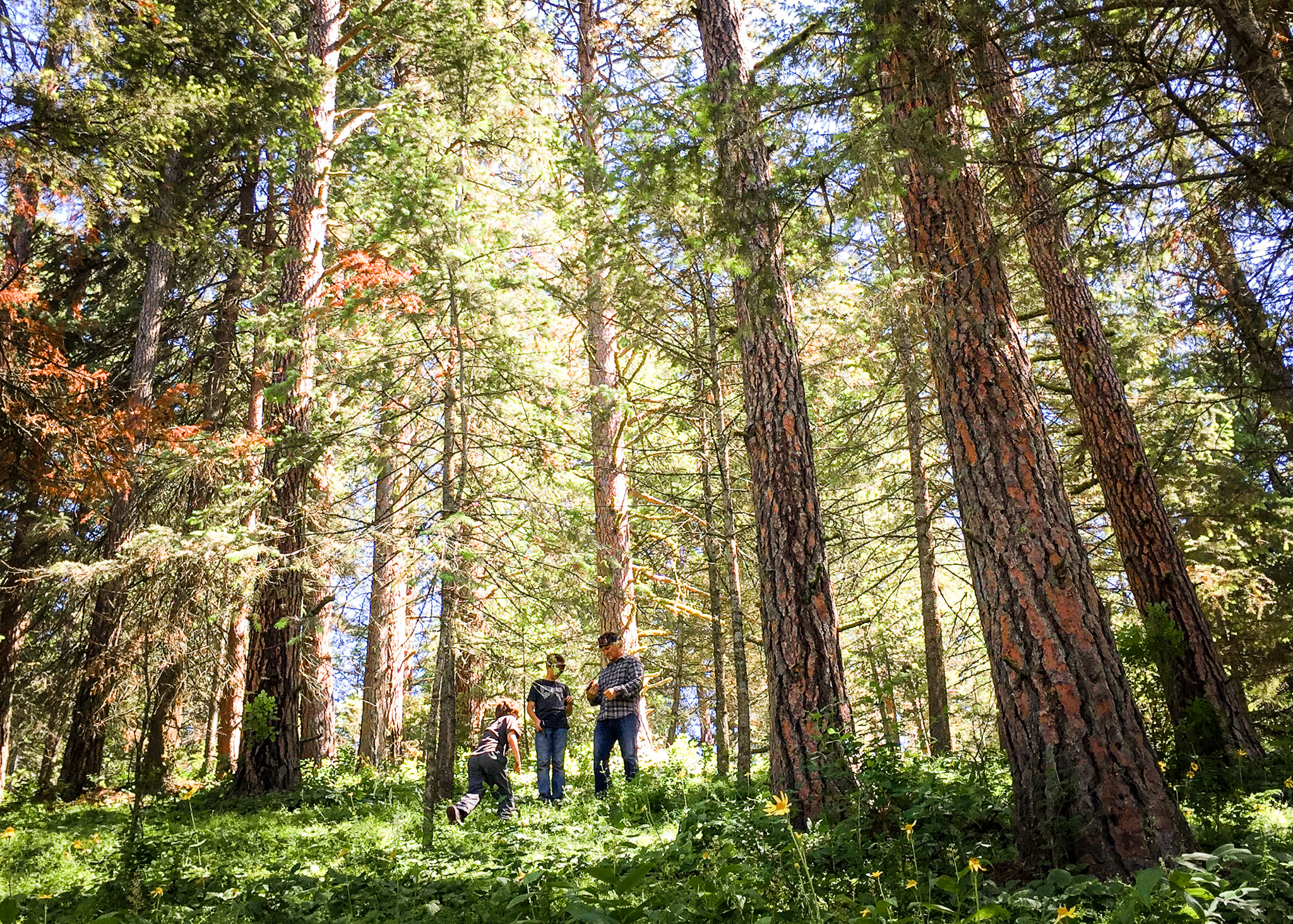 Timber management at Wittman Farms