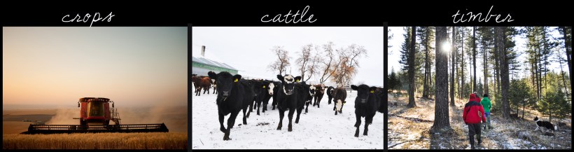 crops-cattle-timber